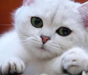 Preview wallpaper cat, white, eyes, face, green, sweet