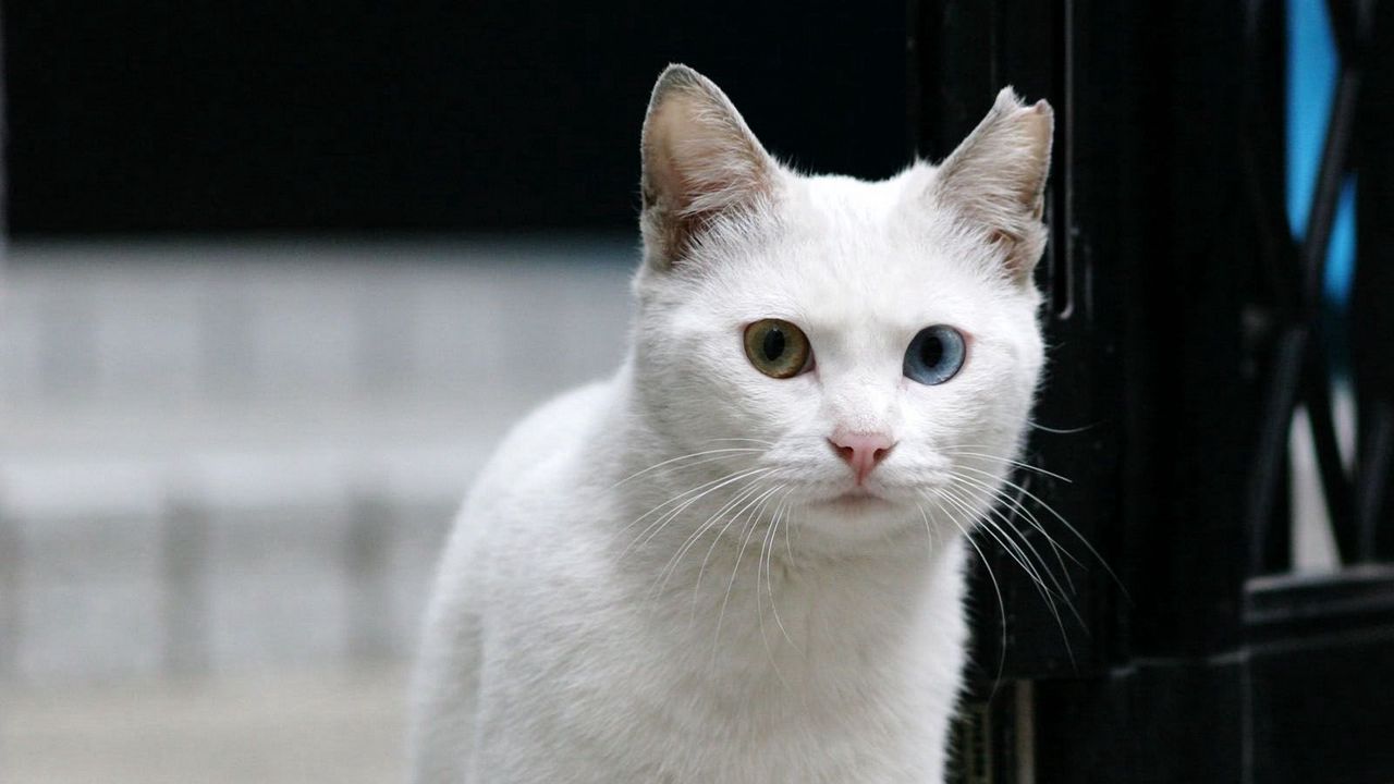 Wallpaper cat, white, eyes