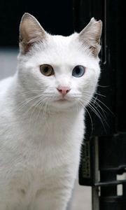 Preview wallpaper cat, white, eyes