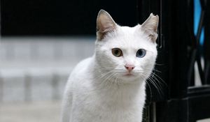 Preview wallpaper cat, white, eyes