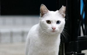 Preview wallpaper cat, white, eyes