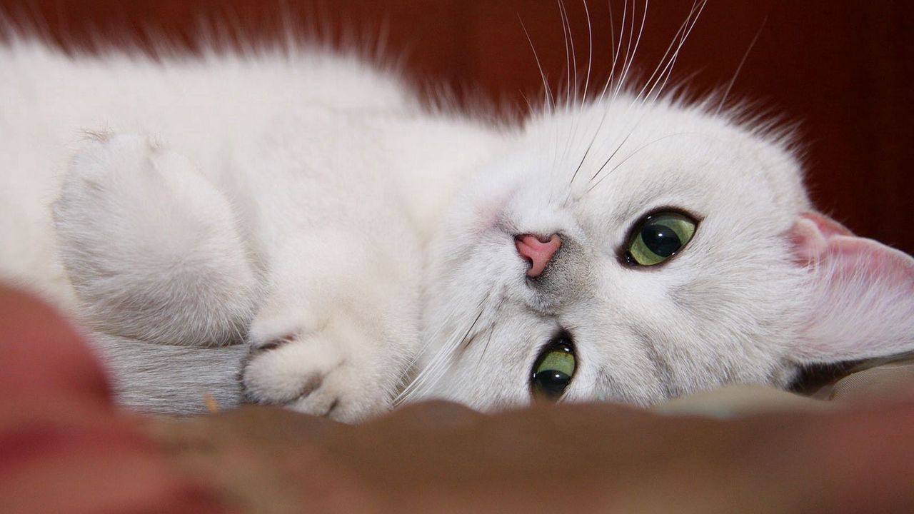 Wallpaper cat, white, face, rest, fun