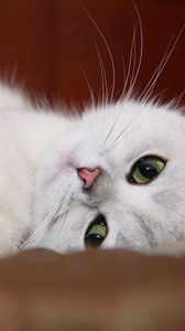 Preview wallpaper cat, white, face, rest, fun