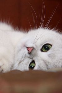 Preview wallpaper cat, white, face, rest, fun
