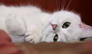 Preview wallpaper cat, white, face, rest, fun