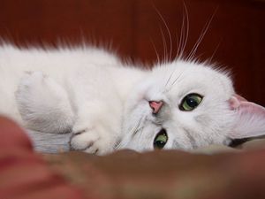 Preview wallpaper cat, white, face, rest, fun