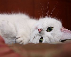 Preview wallpaper cat, white, face, rest, fun