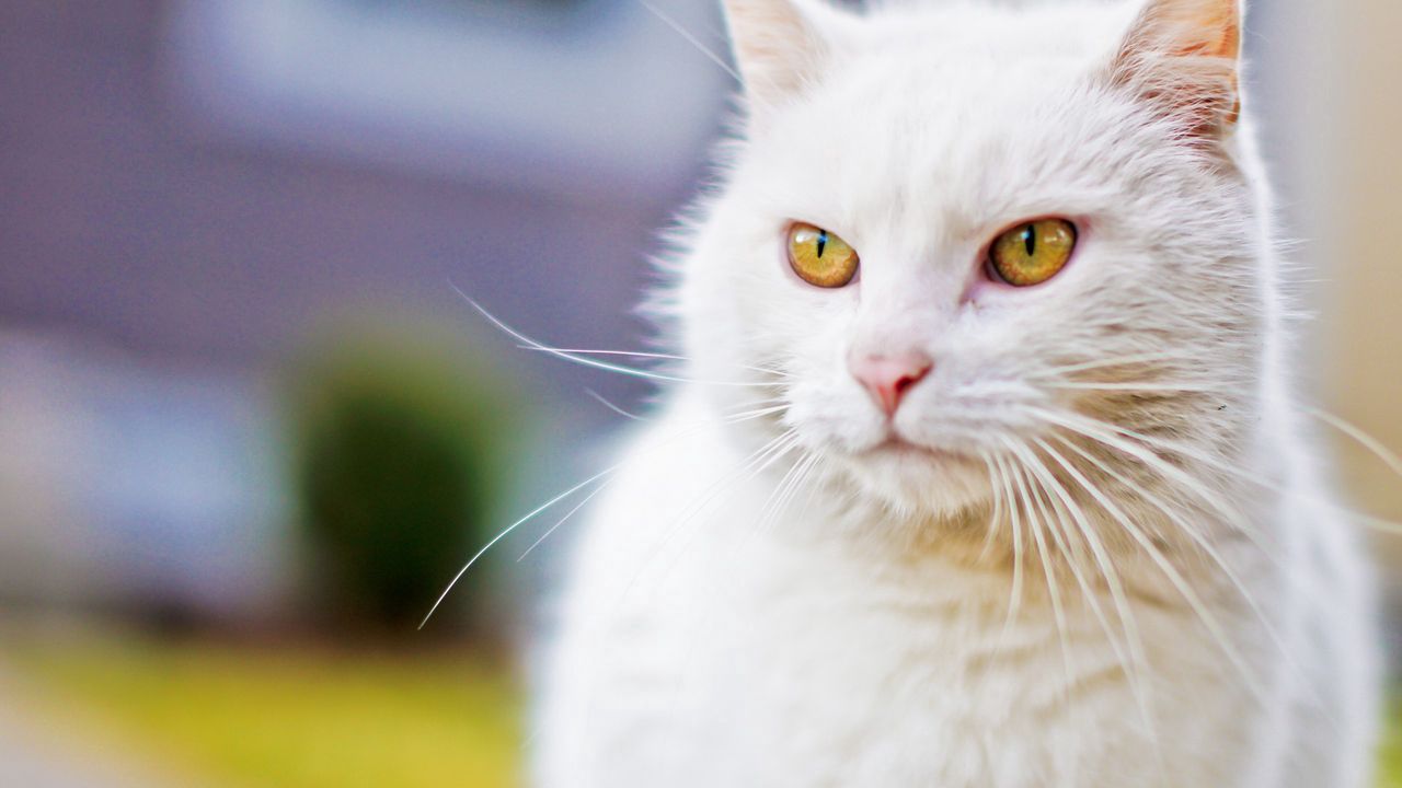 Wallpaper cat, white, face, eyes