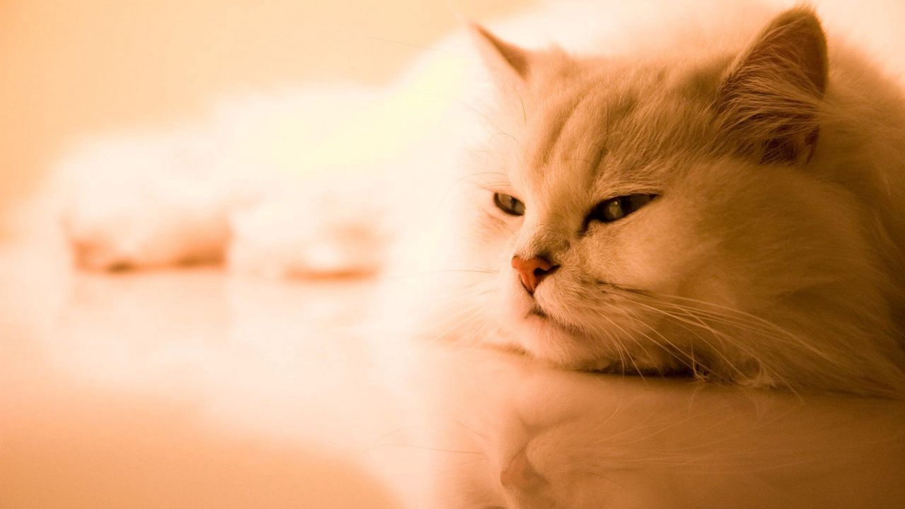 Wallpaper cat, white, fluffy, persian, sleep