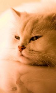 Preview wallpaper cat, white, fluffy, persian, sleep