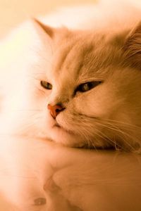 Preview wallpaper cat, white, fluffy, persian, sleep