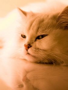 Preview wallpaper cat, white, fluffy, persian, sleep