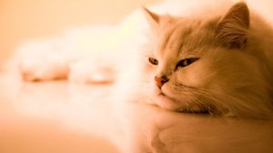 Preview wallpaper cat, white, fluffy, persian, sleep