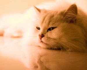 Preview wallpaper cat, white, fluffy, persian, sleep