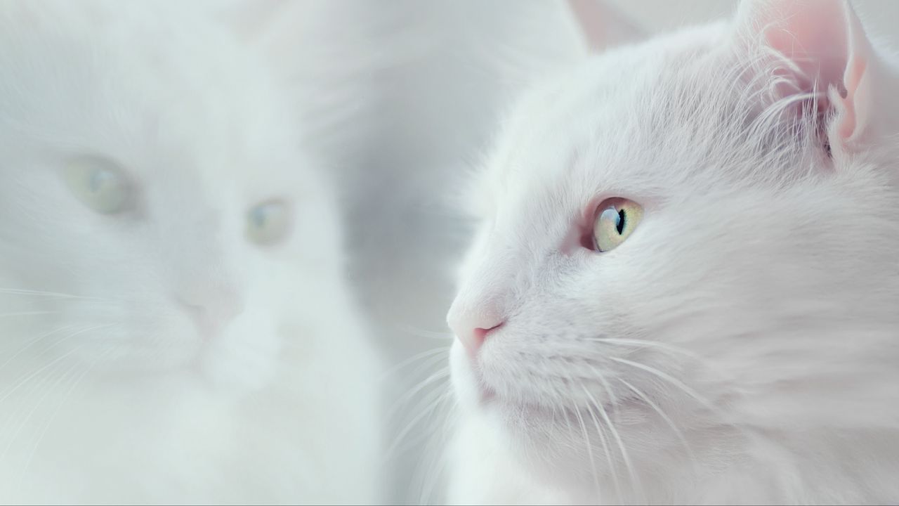 Wallpaper cat, white, fluffy, pet