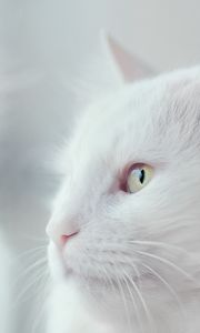 Preview wallpaper cat, white, fluffy, pet