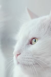 Preview wallpaper cat, white, fluffy, pet