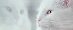 Preview wallpaper cat, white, fluffy, pet