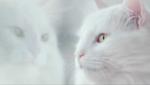 Preview wallpaper cat, white, fluffy, pet