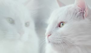 Preview wallpaper cat, white, fluffy, pet
