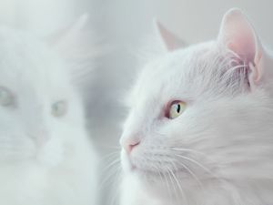 Preview wallpaper cat, white, fluffy, pet