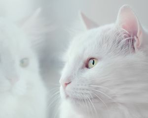 Preview wallpaper cat, white, fluffy, pet