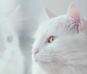 Preview wallpaper cat, white, fluffy, pet