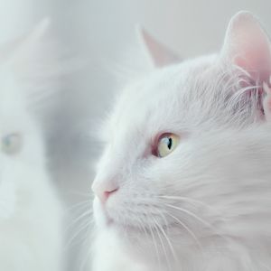 Preview wallpaper cat, white, fluffy, pet