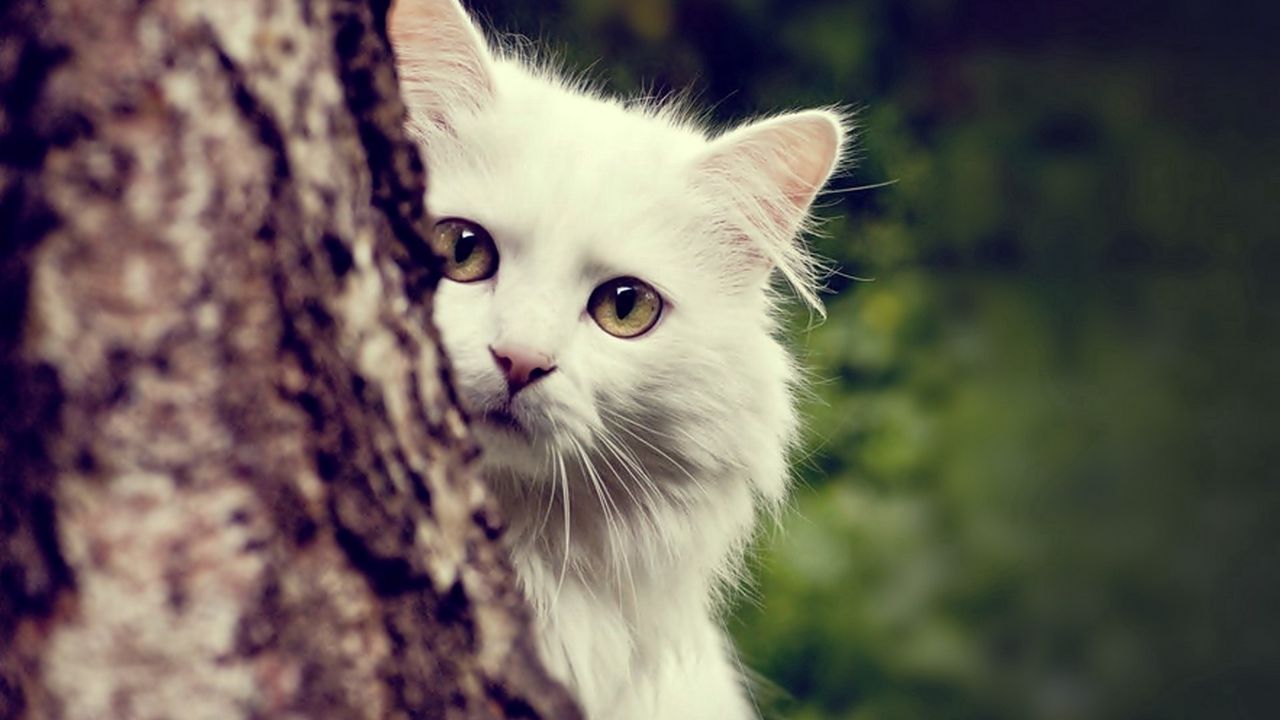 Wallpaper cat, white, fluffy, look out, tree