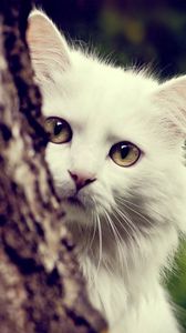 Preview wallpaper cat, white, fluffy, look out, tree