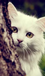 Preview wallpaper cat, white, fluffy, look out, tree