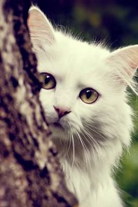 Preview wallpaper cat, white, fluffy, look out, tree