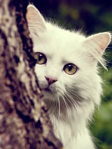 Preview wallpaper cat, white, fluffy, look out, tree