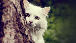 Preview wallpaper cat, white, fluffy, look out, tree