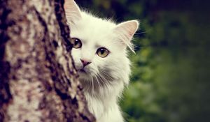 Preview wallpaper cat, white, fluffy, look out, tree