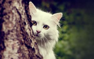 Preview wallpaper cat, white, fluffy, look out, tree