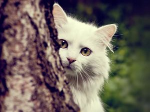 Preview wallpaper cat, white, fluffy, look out, tree