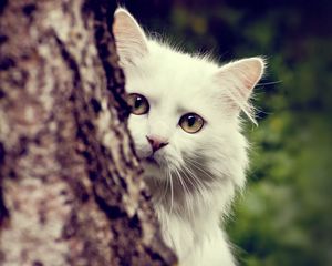 Preview wallpaper cat, white, fluffy, look out, tree