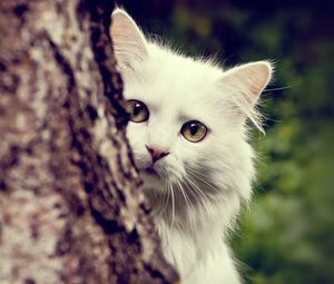 Preview wallpaper cat, white, fluffy, look out, tree