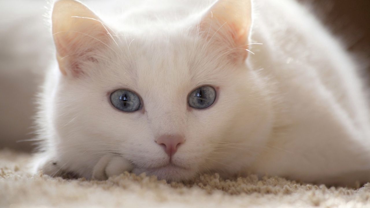 Wallpaper cat, white, lie, light