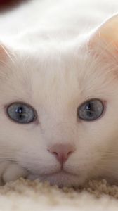 Preview wallpaper cat, white, lie, light