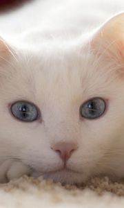 Preview wallpaper cat, white, lie, light