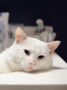 Preview wallpaper cat, white lies, bath