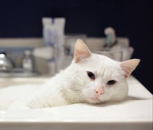 Preview wallpaper cat, white lies, bath