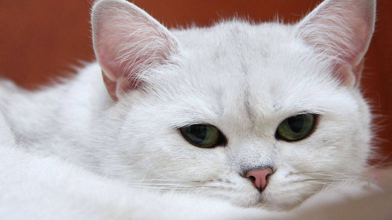 Wallpaper cat, white, muzzle, sleep, charming