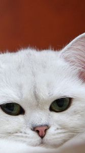 Preview wallpaper cat, white, muzzle, sleep, charming
