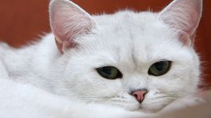 Preview wallpaper cat, white, muzzle, sleep, charming