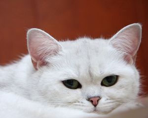 Preview wallpaper cat, white, muzzle, sleep, charming