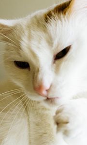 Preview wallpaper cat, white, paw, funny, pet