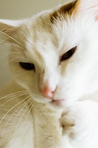 Preview wallpaper cat, white, paw, funny, pet
